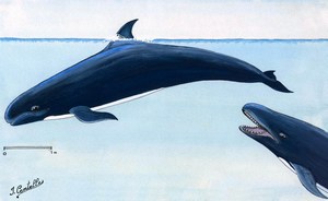 dessin de Fausse-orque